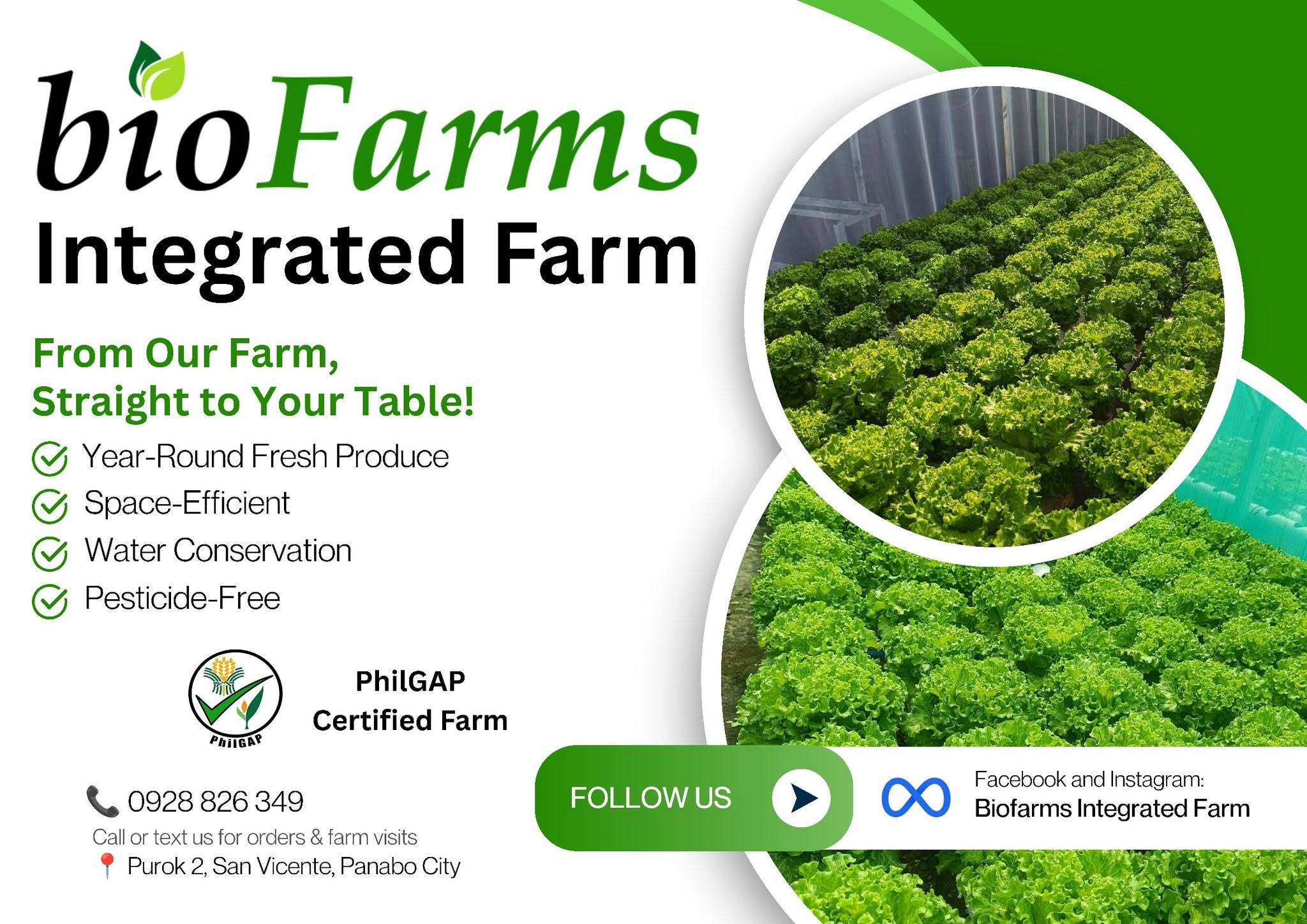 Green lettuce growing at Biofarms Integrated Farm